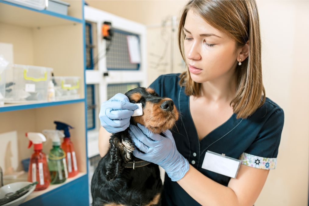 MED-VET-21